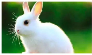 23年属兔的全年运势及运程 2023属兔人的运势