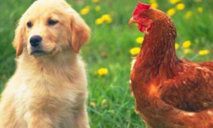 鸡和狗的属相性格相冲突吗为什么