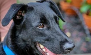 黑狗是什么属相的人物性格 黑狗是什么意思?