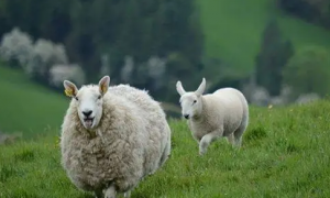 属羊人在2023每月运势 属羊人2023年运势运程
