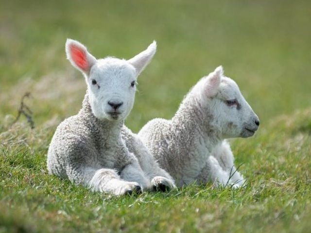 四月份的属羊人性格会比较开朗
