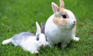 什么属相和兔婚配性格不好 什么属相和兔最配