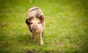 小猪属相的性格特征有哪些 小猪的生肖