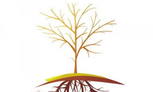 周易算命树叶树根代表什么 树叶和树根寓意