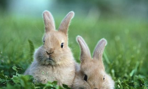 属兔的和什么属相最配 属兔跟属鸡的姻缘怎么样