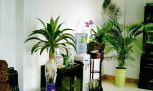 提升办公室风水植物的方法 办公室水培植物摆放风水