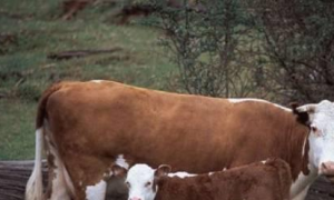 属牛做生意和什么属相相克 属牛和属牛的一起做生意可以吗