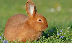生肖兔宝宝与父母属相相克 属兔的宝宝和什么属相的父母相克