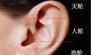 耳朵的面相风水十六种耳朵面相分析(耳朵靠近头的女人面相图解)