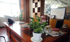 办公室放植物位置风水禁忌 办公室摆放植物风水