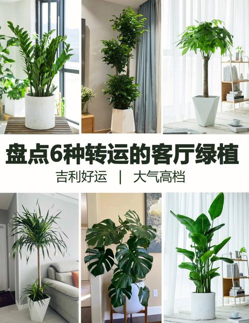 很优秀的室内大绿植,不仅可以帮助大家转运变风水,还能更好的装饰客厅