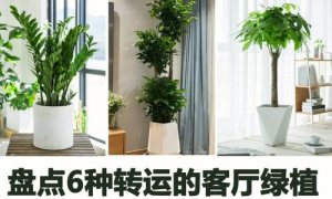 客厅什么绿植是四季的风水 客厅摆放一年四季常绿的植物