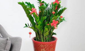 适合养在客厅的绿植风水好 三种最适合养在客厅的植物,不仅好看还旺财!