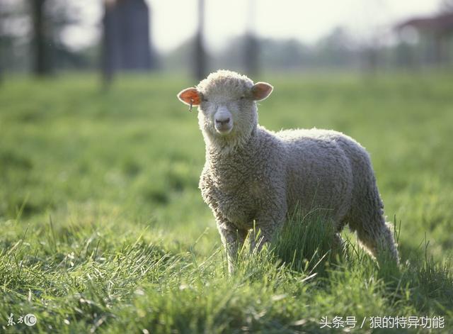 属羊2023年运势及运程 八月属羊人的运程-禾马农业网