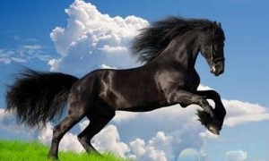 属马的性格与哪个属相相近 属马的性格和脾气缺点和优点
