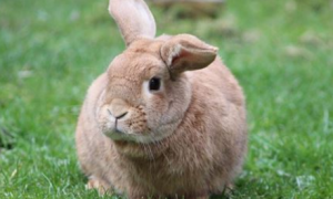 生肖属兔今年多大了 属兔今年多大了?