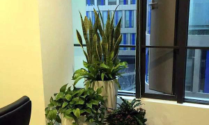 办公室大门外风水植物好吗 办公室大门口摆放什么植物