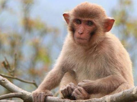 猴的假肖是什么生肖 猴的假肖是什么生肖动物 - 星座知识 - 星座运势