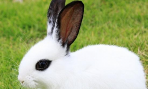 兔子与兔子属相相克吗为什么 兔子跟兔属相合不合