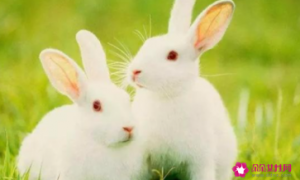 兔子和龙的合伙人属相相克吗 兔子和龙合吗?