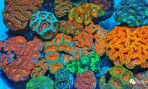 八字脑珊瑚摆如何摆放(八字脑珊瑚好养吗)