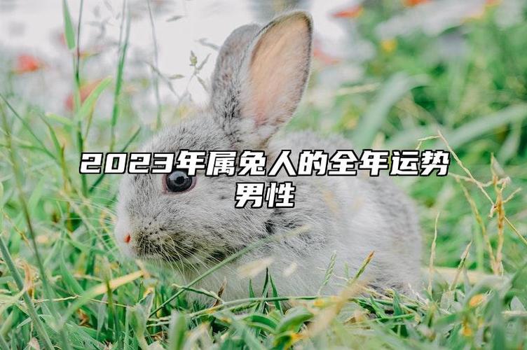 2023年属兔人的全年运势男性 2023年属兔人的全年运势男性1975