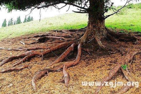 梦见树根代表什么