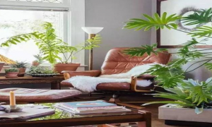 客厅放什么绿植合适风水好 客厅放什么绿植?