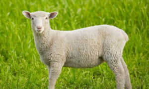 属相羊的孩子性格特点怎么样 生肖羊有什么样的孩子比较好