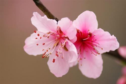 桃花是正缘吗,我命中有三朵正缘桃花,这有什么寓意吗?