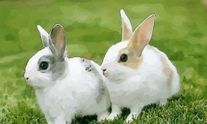 男兔人的最佳婚配属相是啥 男兔最佳配偶属相