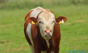 生肖牛和牛的婚姻配对指数 生肖牛与生肖牛相配命运如何