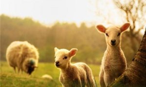 属羊和属牛的在一起财运如何 牛羊合伙做生意财运如何