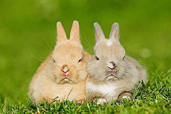 一段感情中,属兔的人是很有主见和原则的,那其他生肖又是什么态度呢.