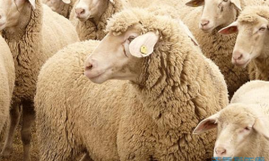 属羊的2023年运势和财运怎么样属羊的2023年运势怎么样(2023年羊运势运程如何)