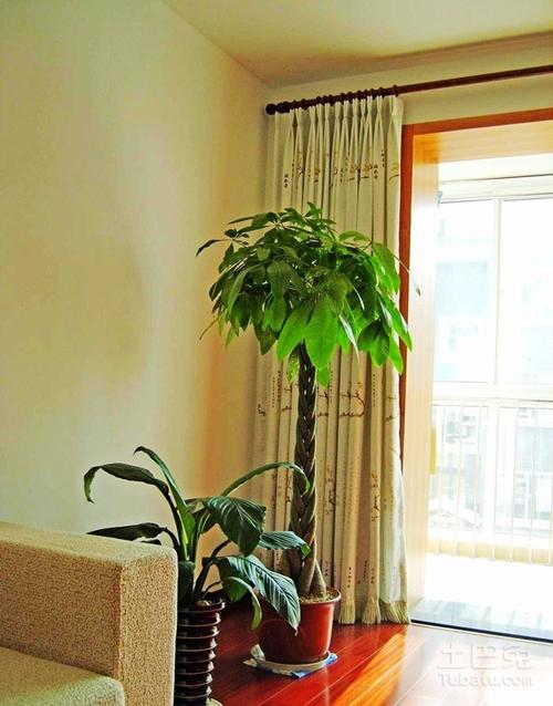 客厅摆放什么植物好风水好的植物
